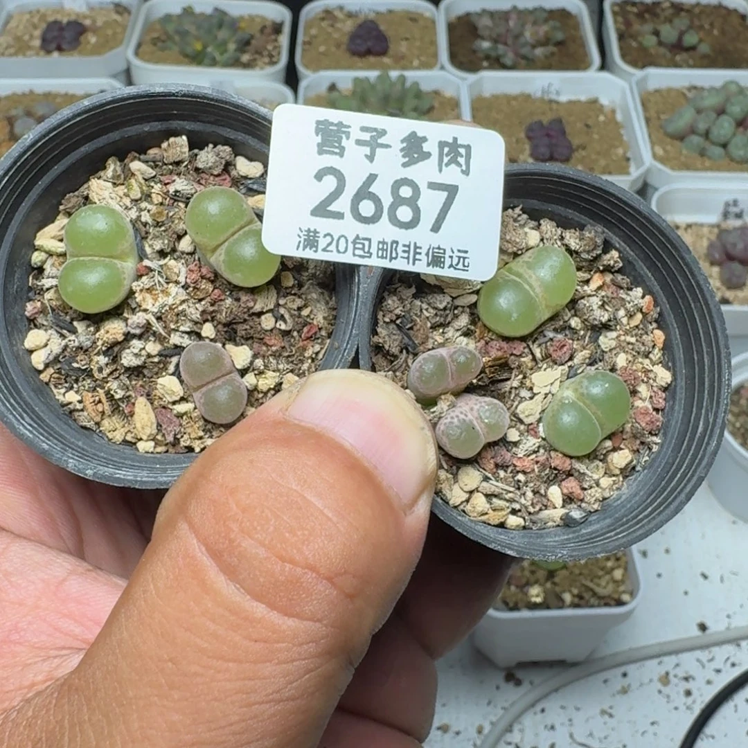 王***水带盆土。