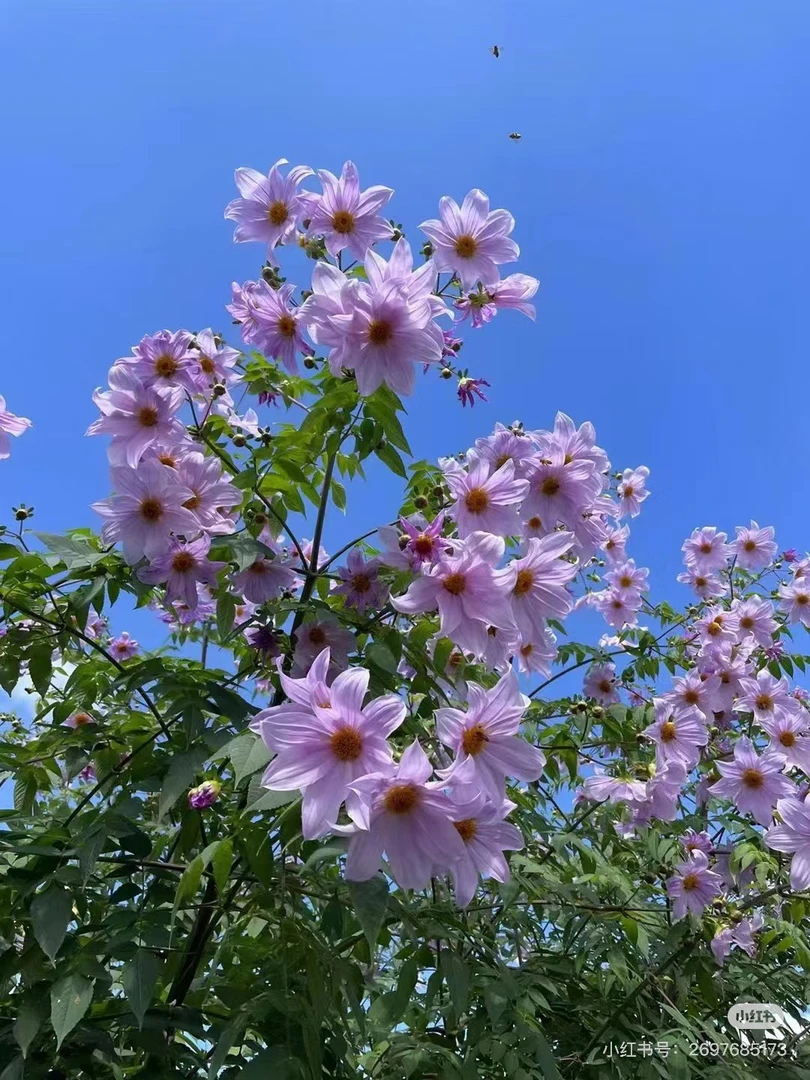 [树大丽]进口大丽花种球盆栽地栽 送化肥