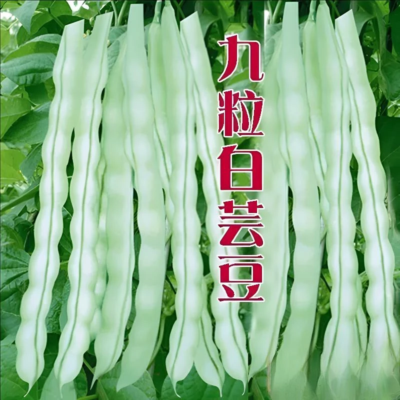 四季九粒白芸豆种子白不老豆角四季早熟老来少豆籽 -mo