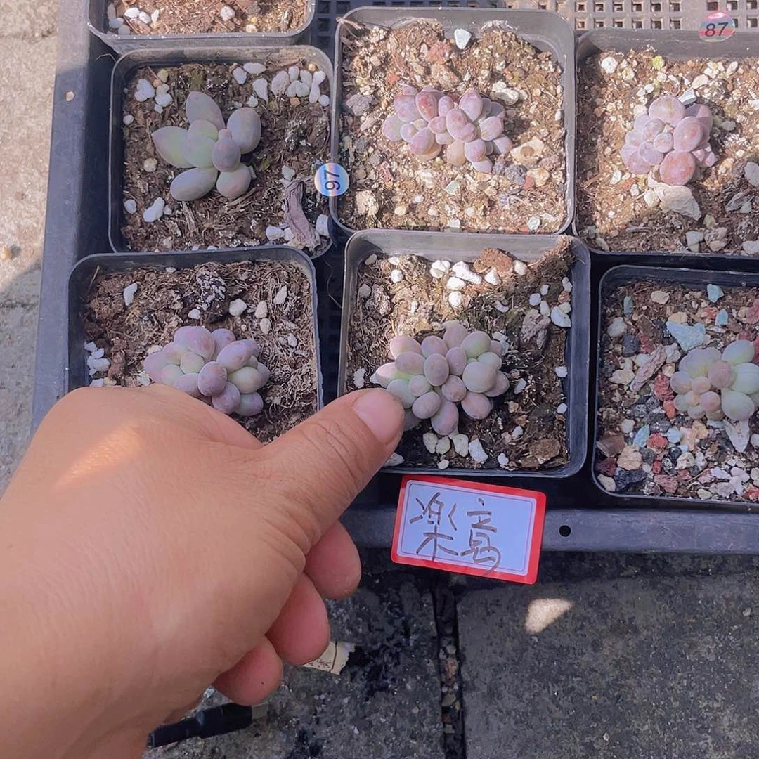 楽****特小 如图 多肉植物