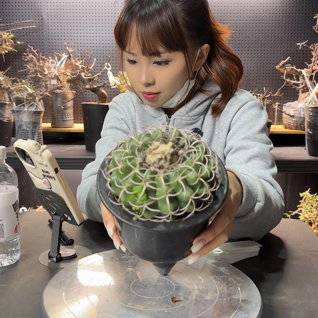 圆盘玉实生带盆发货