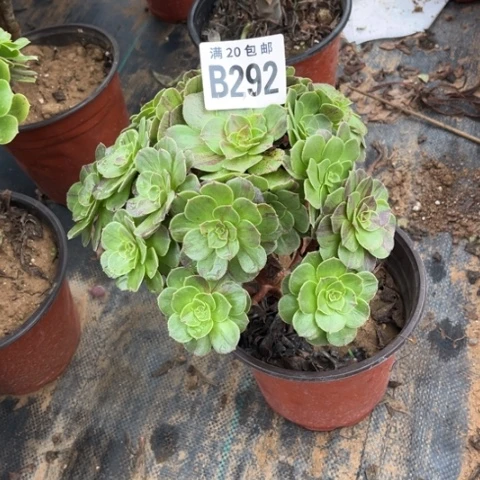292花月夜不包断枝