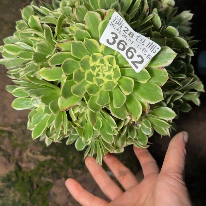 3662白同白多肉植物