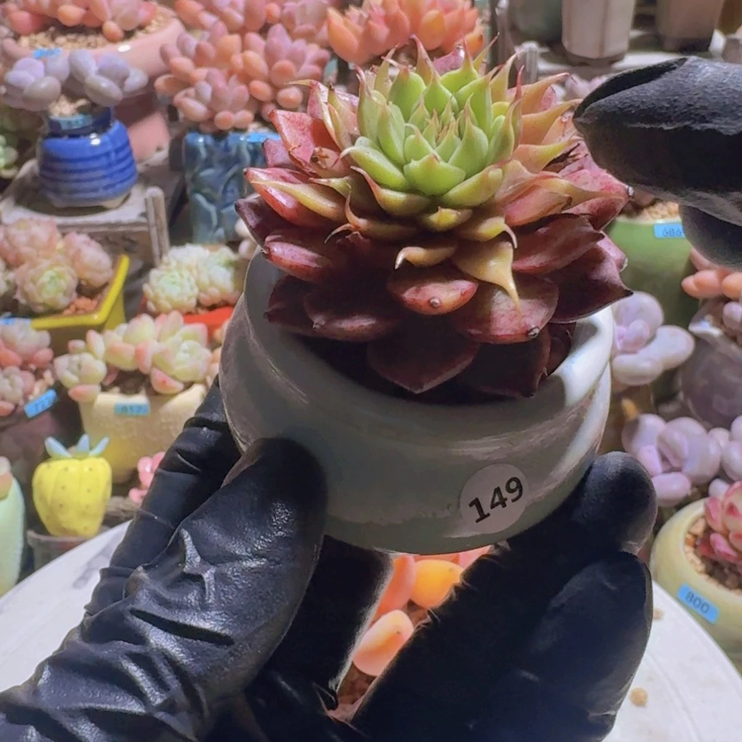 笨***孩一物一拍编号149