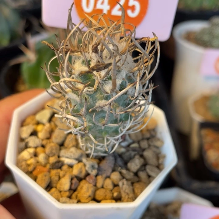 实生黄龙丸04250425