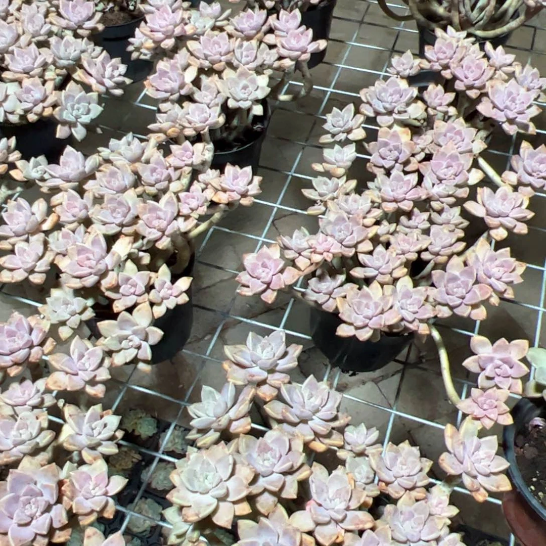 新疆包邮 阿伦培