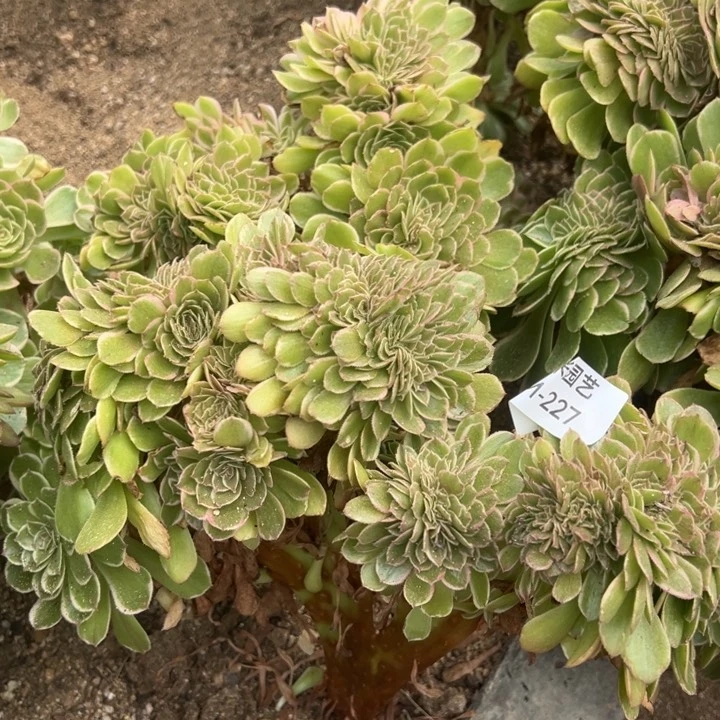 榴*蕉海王缀多肉植物227