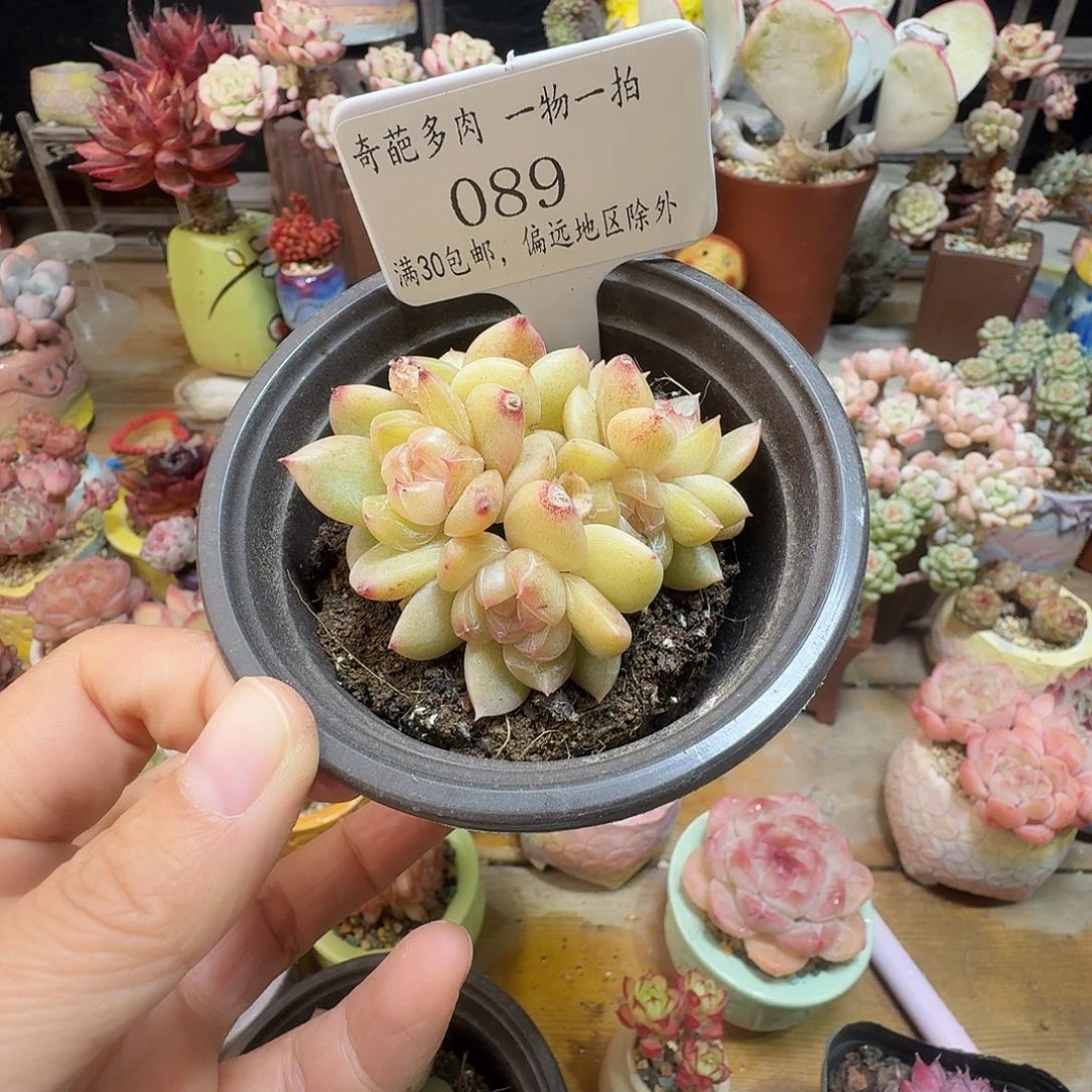 在***芳89脱土哈哈哈哈哈