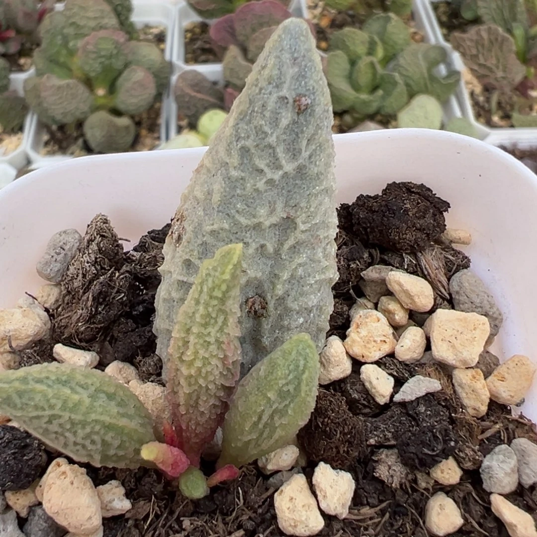 融化纹冰激凌大苗