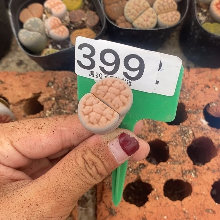 猫***.无花朵生石花等植物399