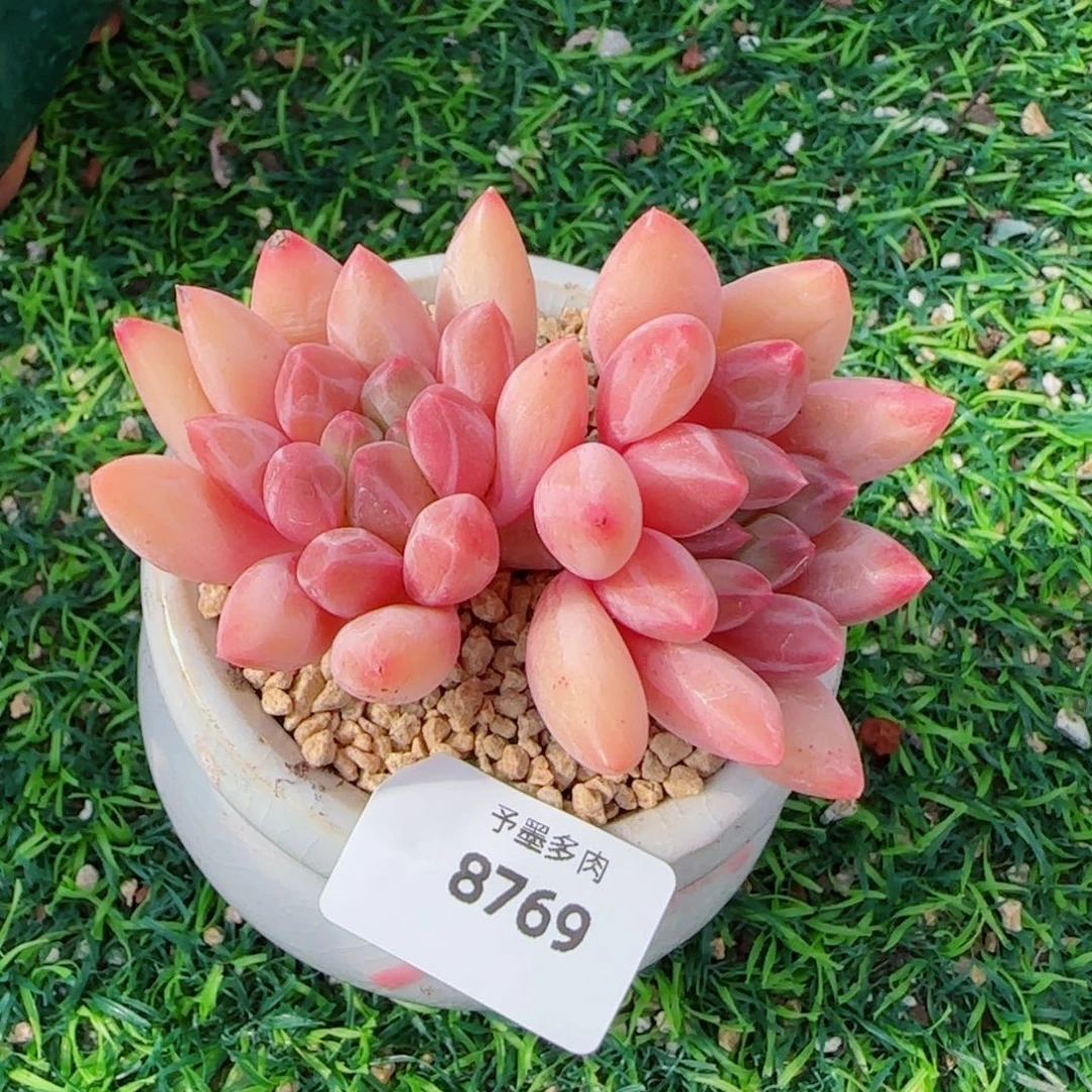 红蜻蜓，8769多肉植物