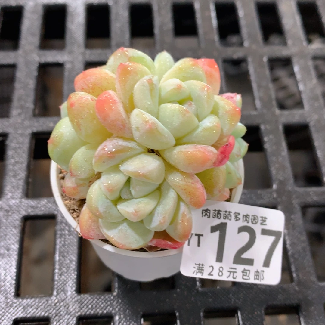 肉萌萌拇指盆精控多肉YT127