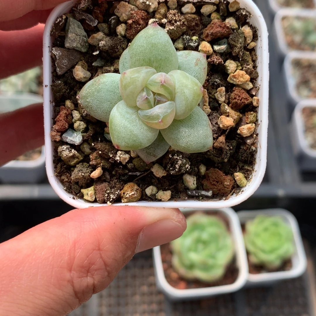 全部花朵冰玉杂珍妮10号♥️