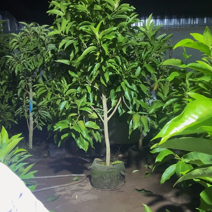 完全开放白兰花¥400