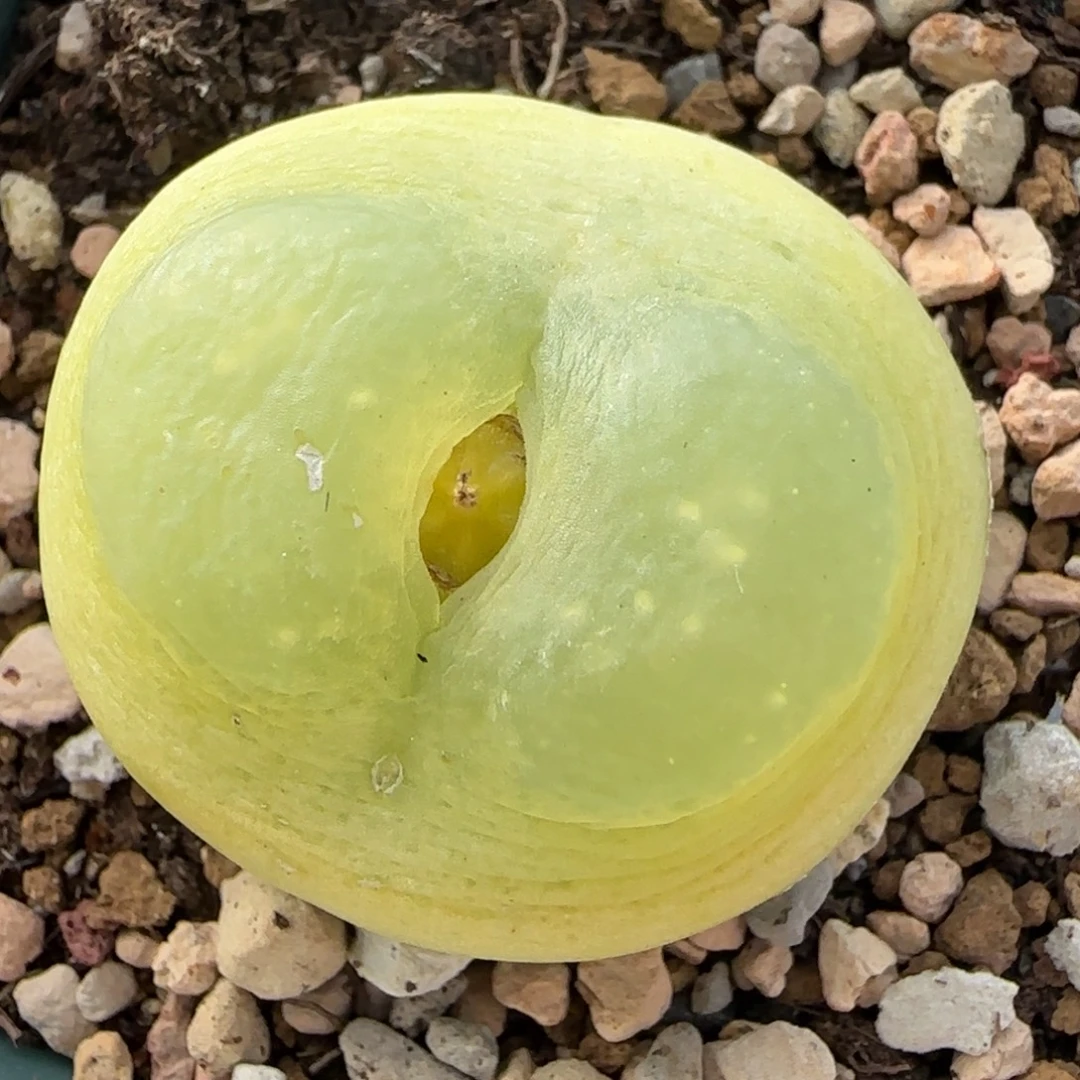 多肉植物外播3.2大拉192号