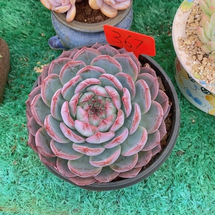 丝***雨在家干的话可以多