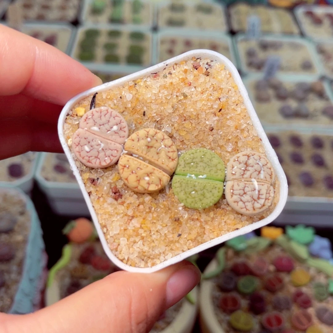 19号带盆包邮发货