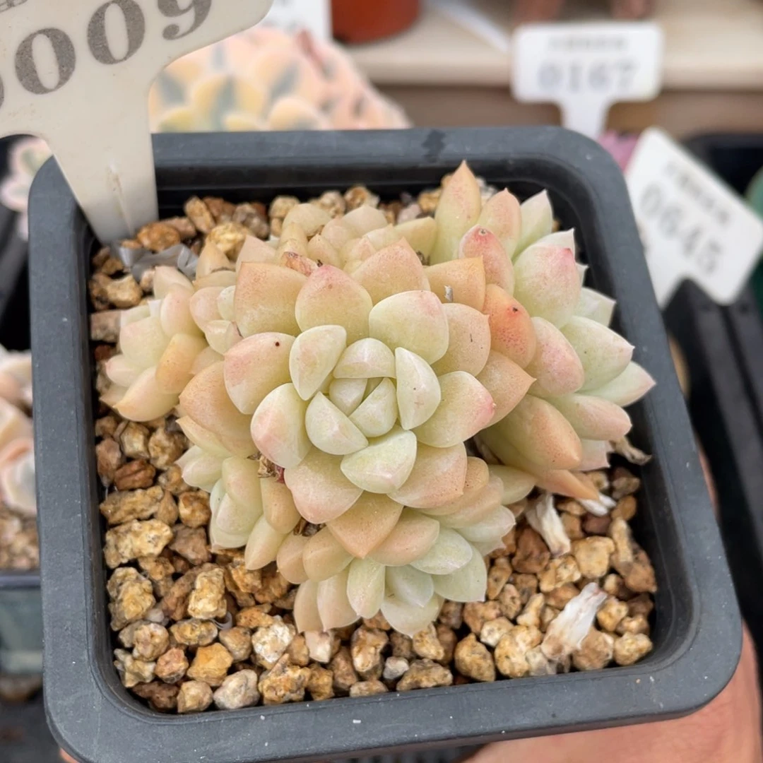 0009奶油美人不带盆7厘米