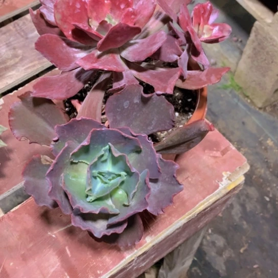 仙*掌红砖多肉255558413688