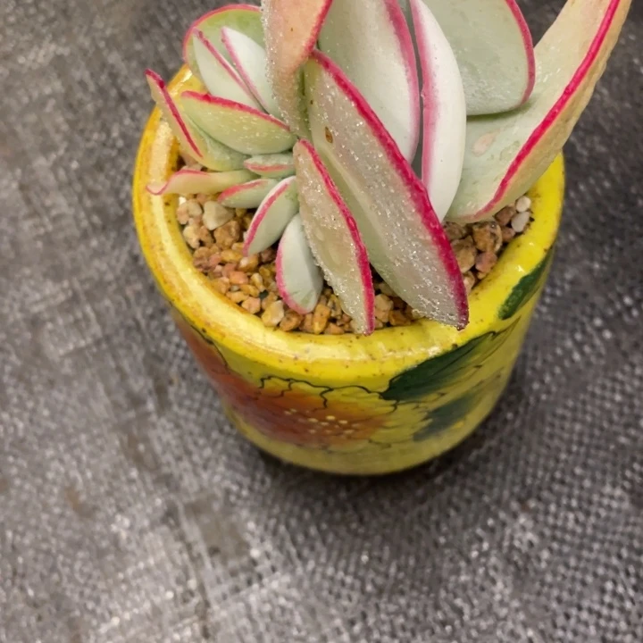 ༆****弥鹿之森一物一图