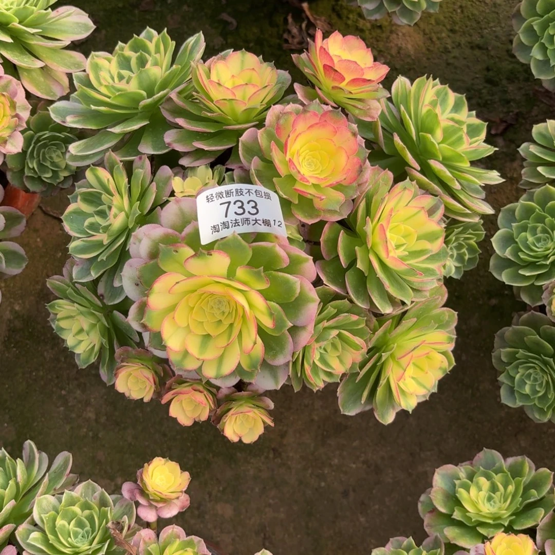 733海王多肉植物法师
