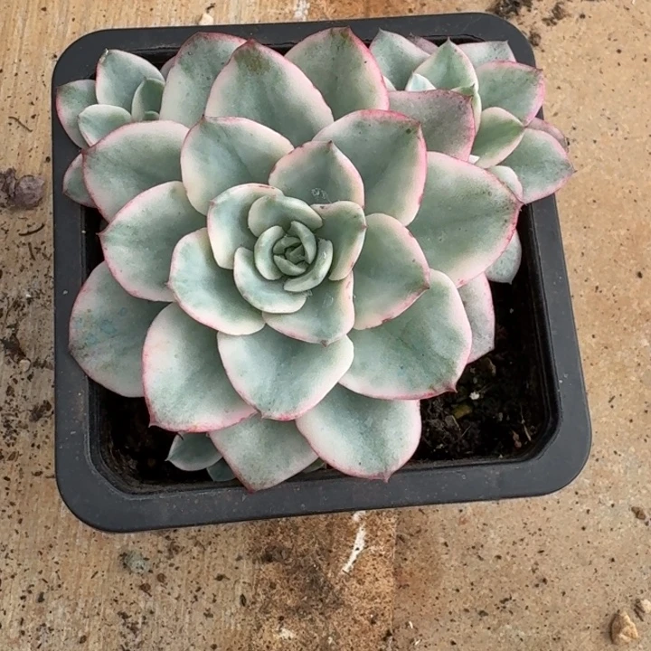 奶油黄桃一物一拍