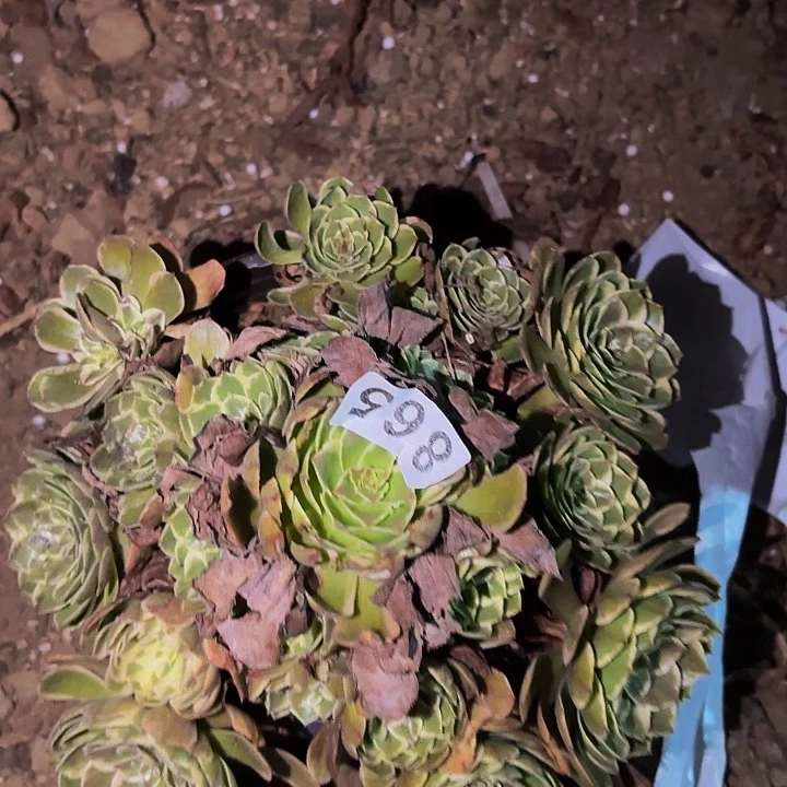 865孔雀翎多肉植物不售后