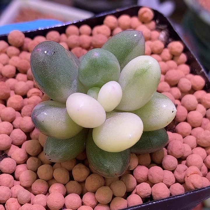 奶酪锦多肉植物多肉