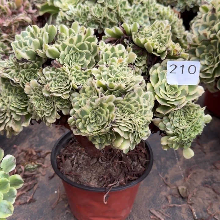 绿豆沙自然朵朵缀化210