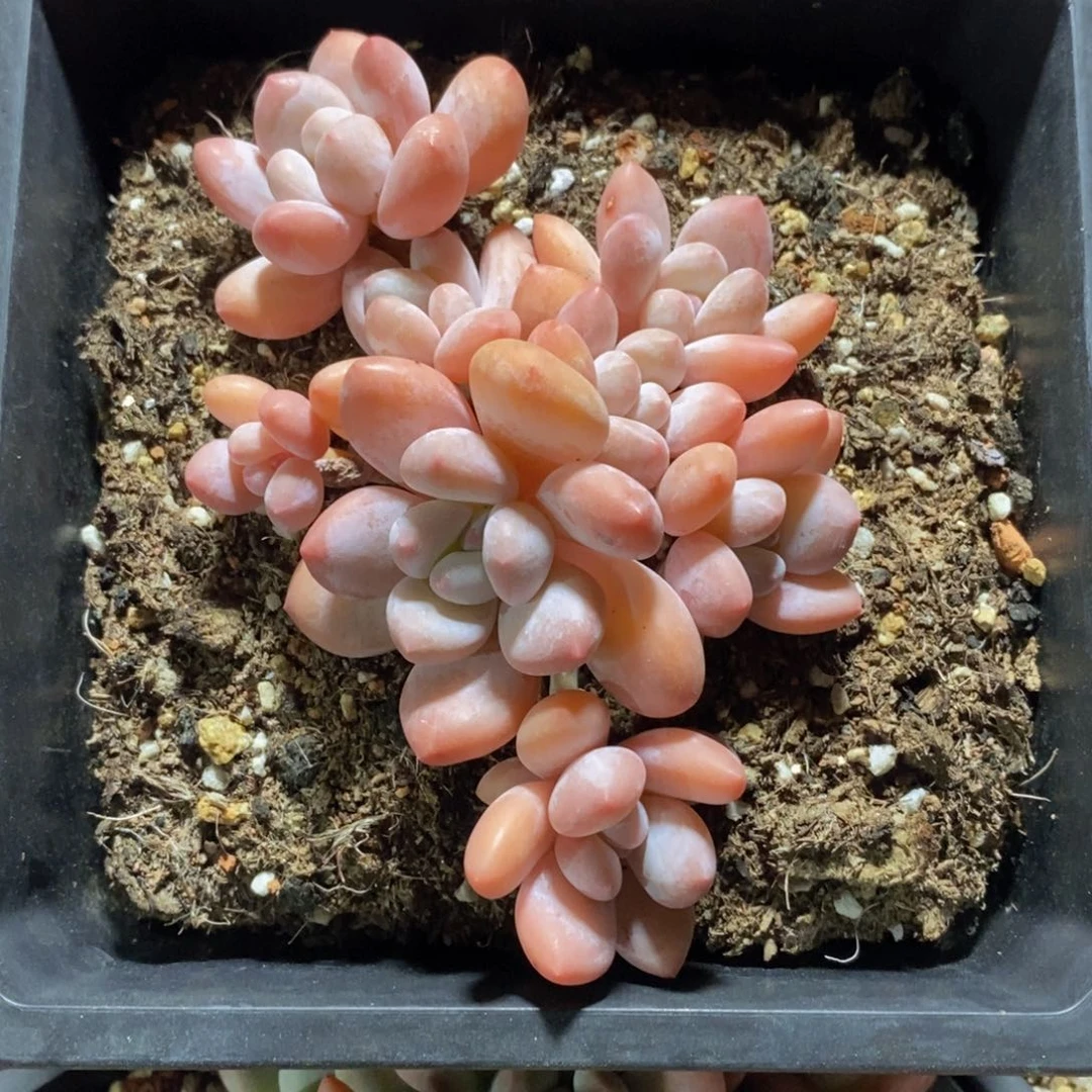 可问主播品种，下滑链接更多品种多肉选择