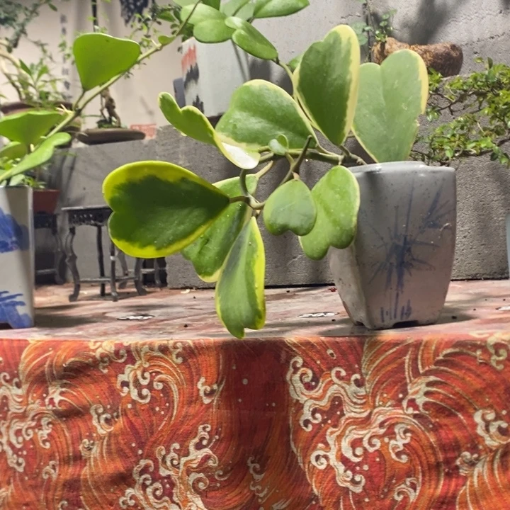 满***硬无花朵退款拉黑拉黑154
