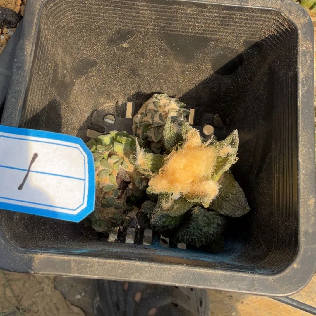 丽***贪仙人球开花一个福利品