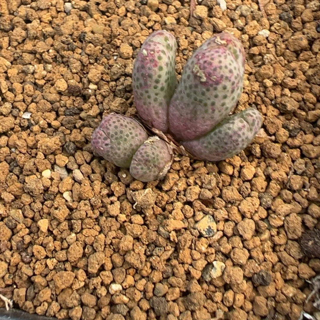 28-176肉锥多肉植物