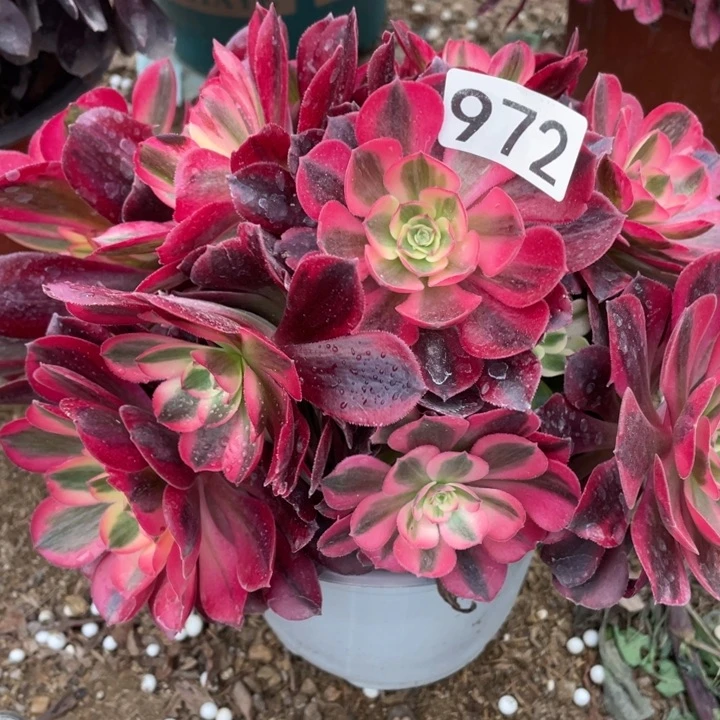 972多肉植物美杜莎