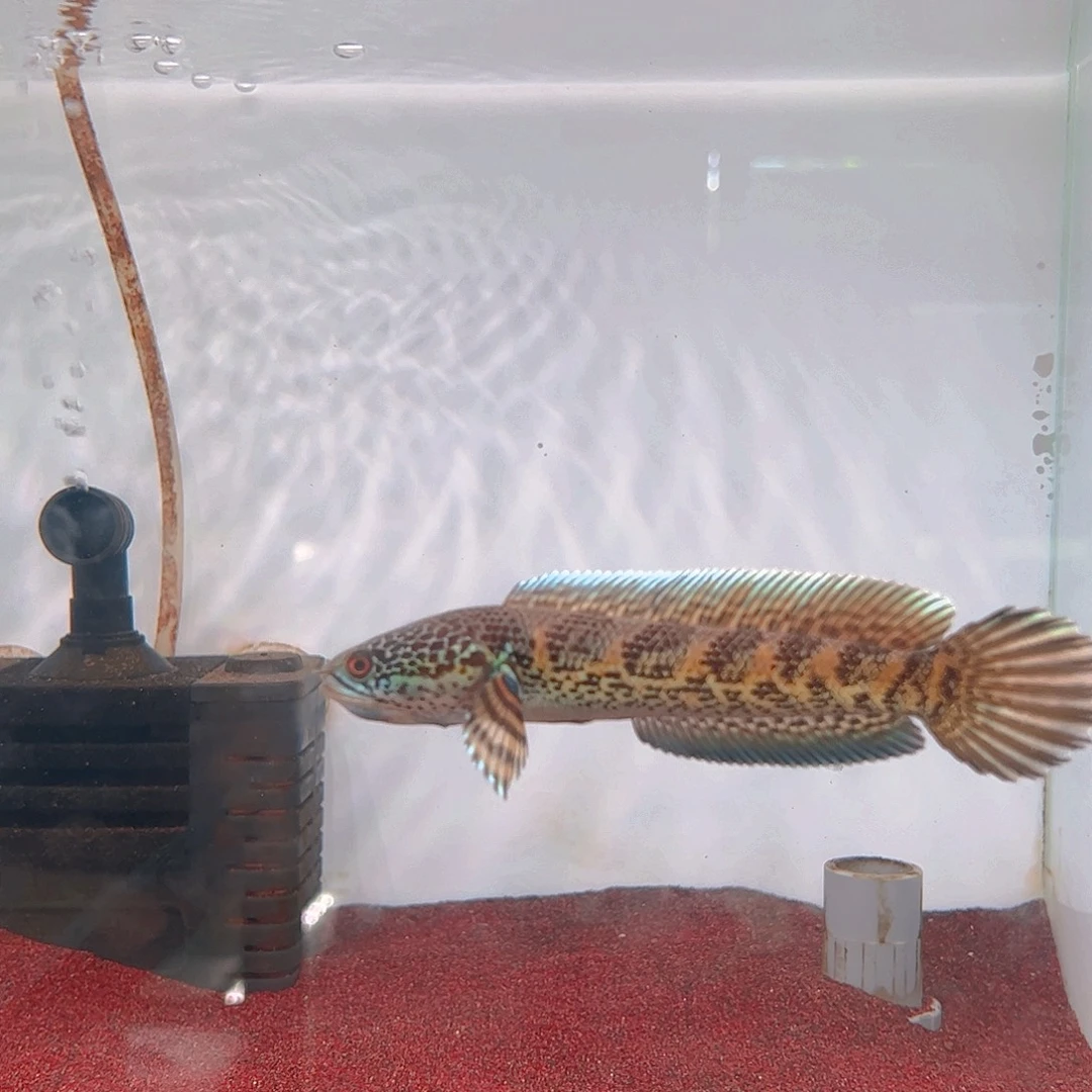 雷龙野生黄金眼镜蛇雷龙鱼