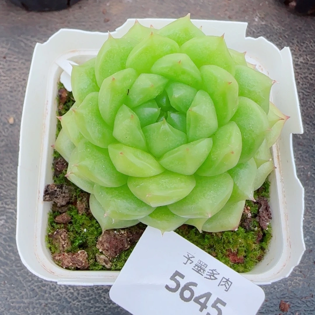 灯泡珍妮，5645多肉植物