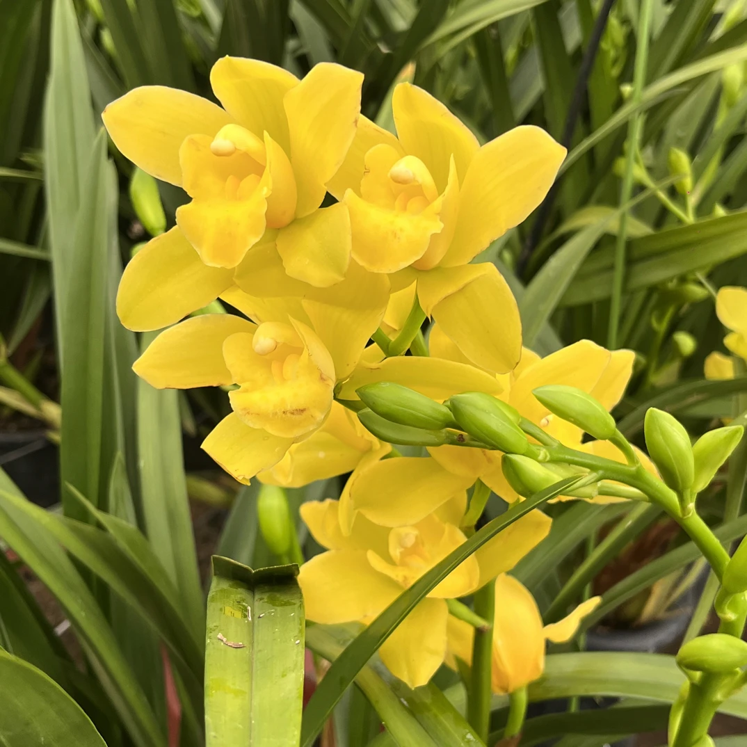 大花惠兰 朝花夕拾 502 带花香好养活 云南基地直发