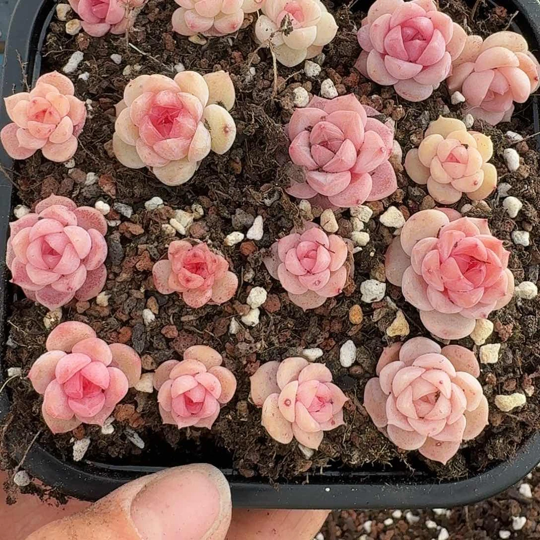 杂交新品珍妮多肉2153