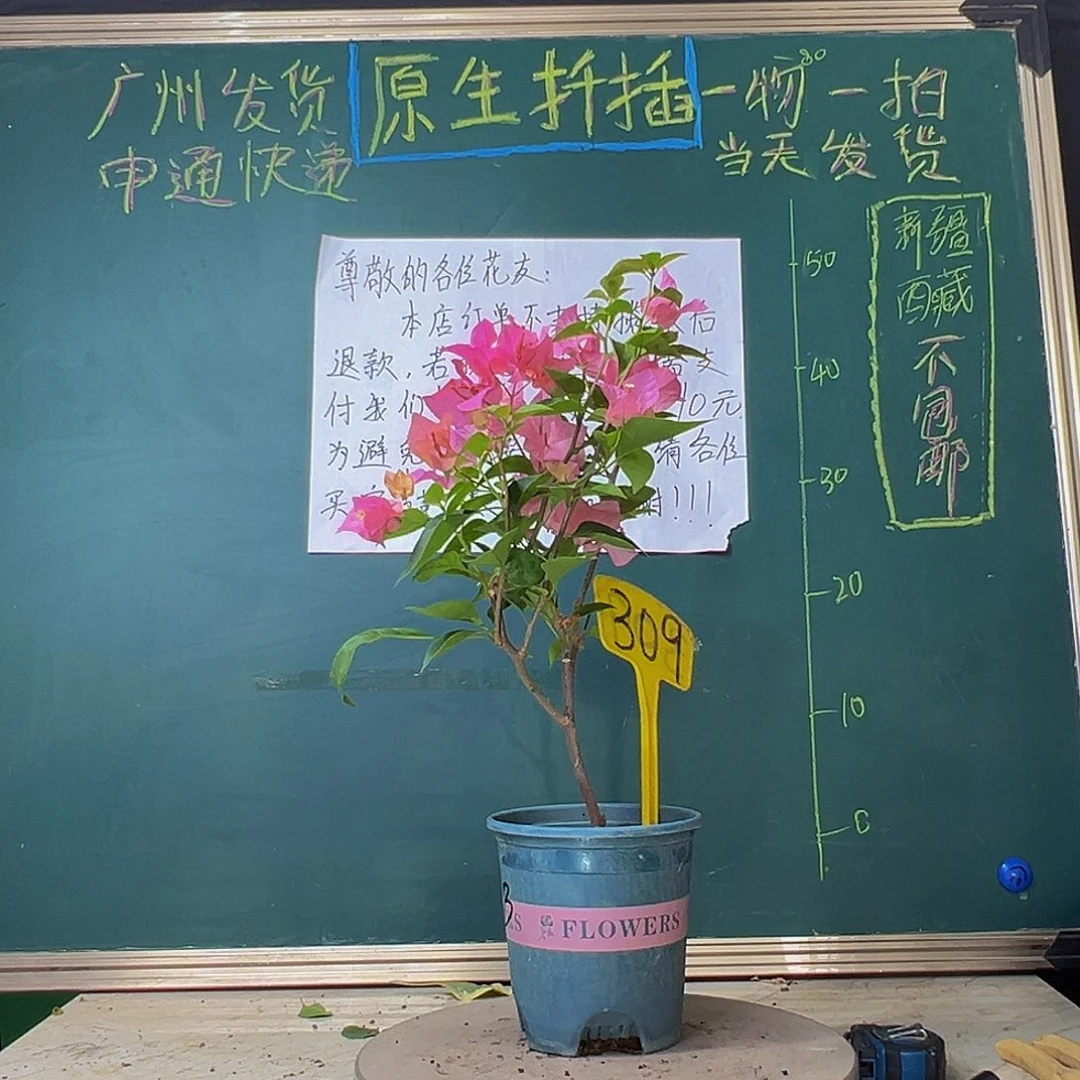 当前无花栽培后可以开花波伊斯玫瑰309