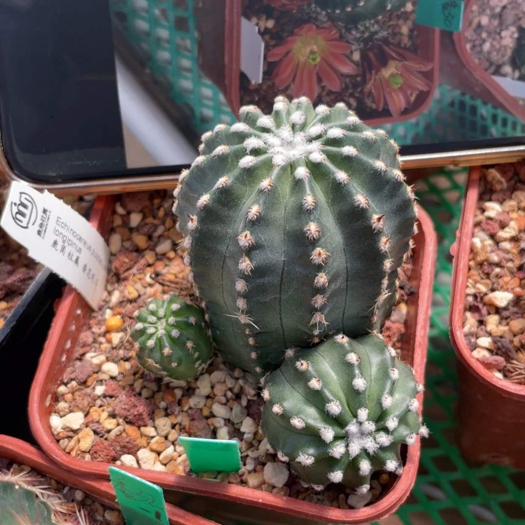 鹿角柱实生仙人球香花明石丸