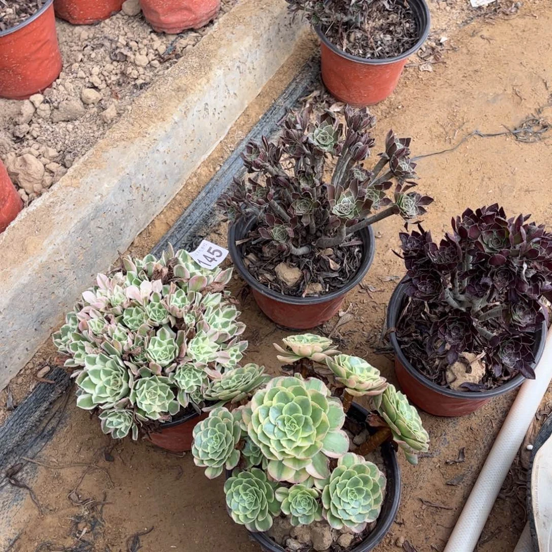 套餐四颗145不包断枝