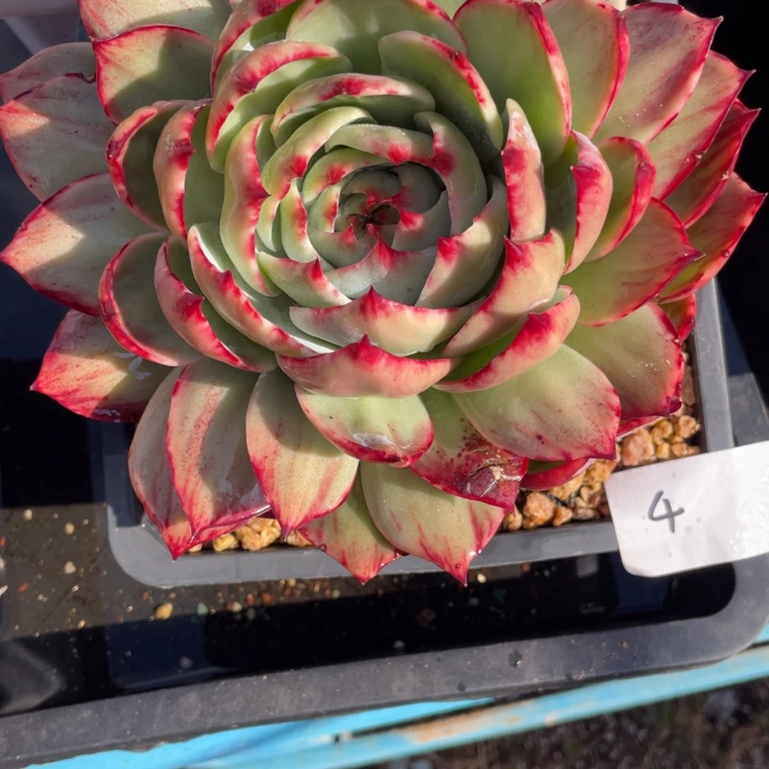 惊鸿仙子冠服19左右