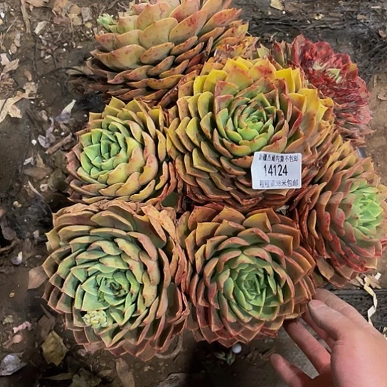 魏*楠贝拉14124多肉