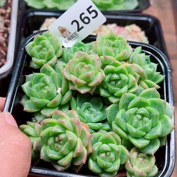 *****多肉植物多肉植物