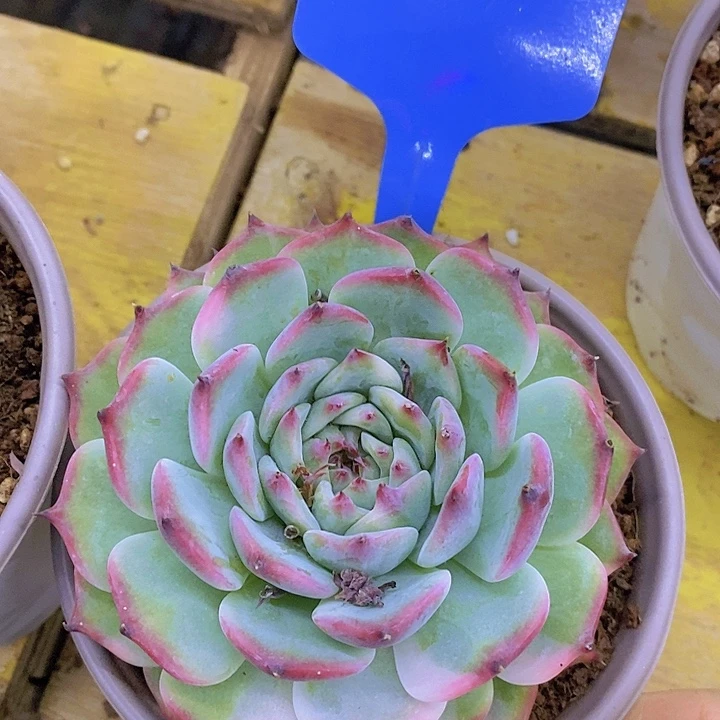 多肉植物，到就包邮，一物一拍