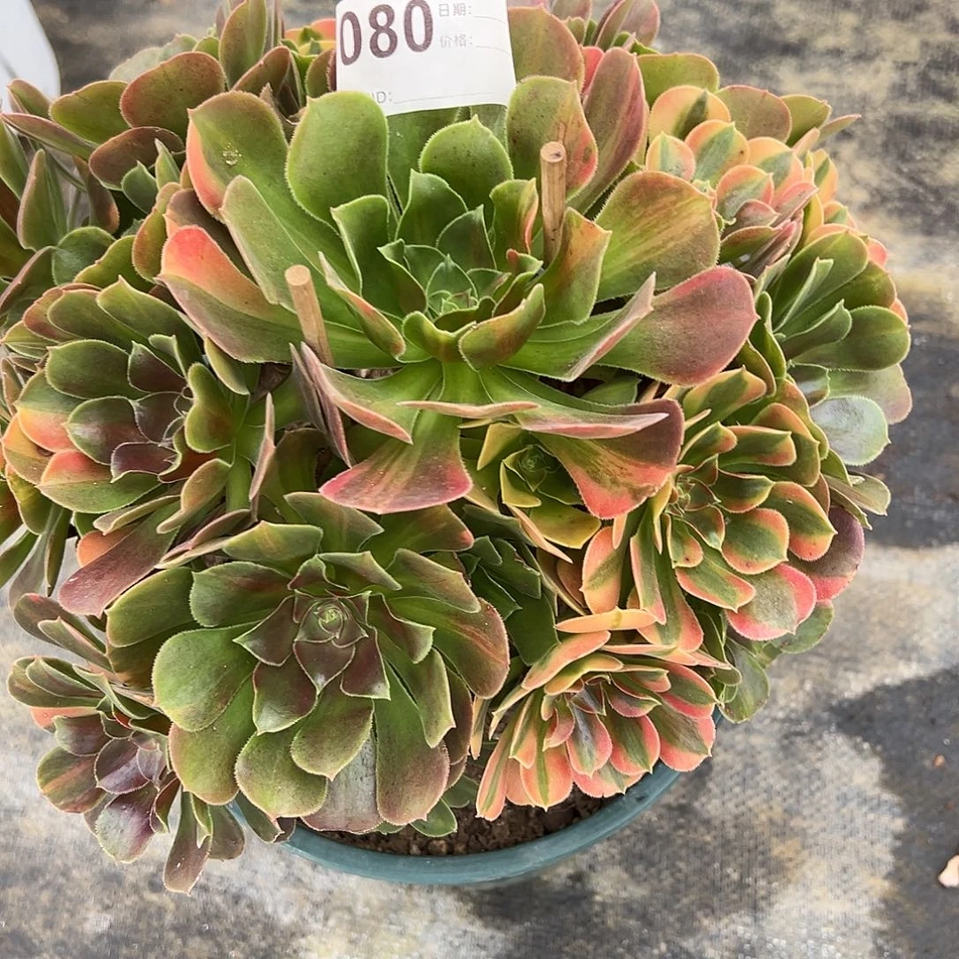 080韶秀七彩多肉植物法师