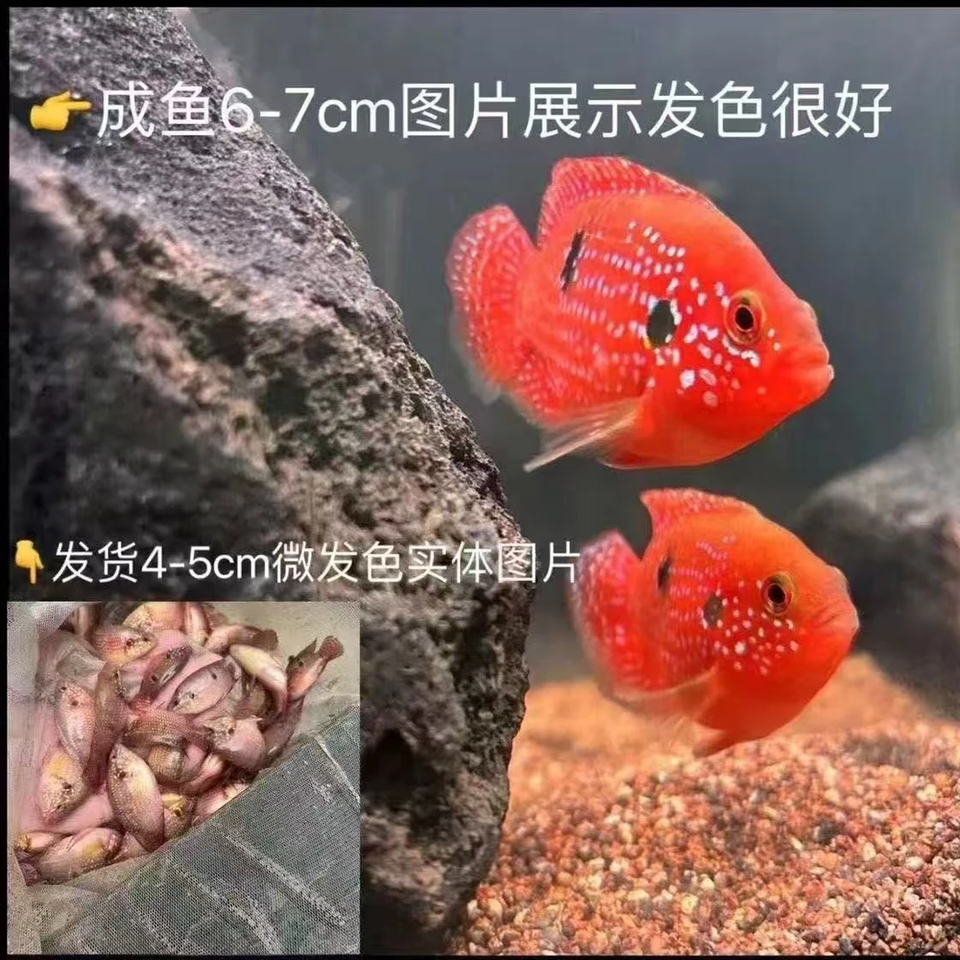 红宝石红血淡水热带热带鱼观赏鱼三湖慈鲷红色活体鲷鱼招财清仓