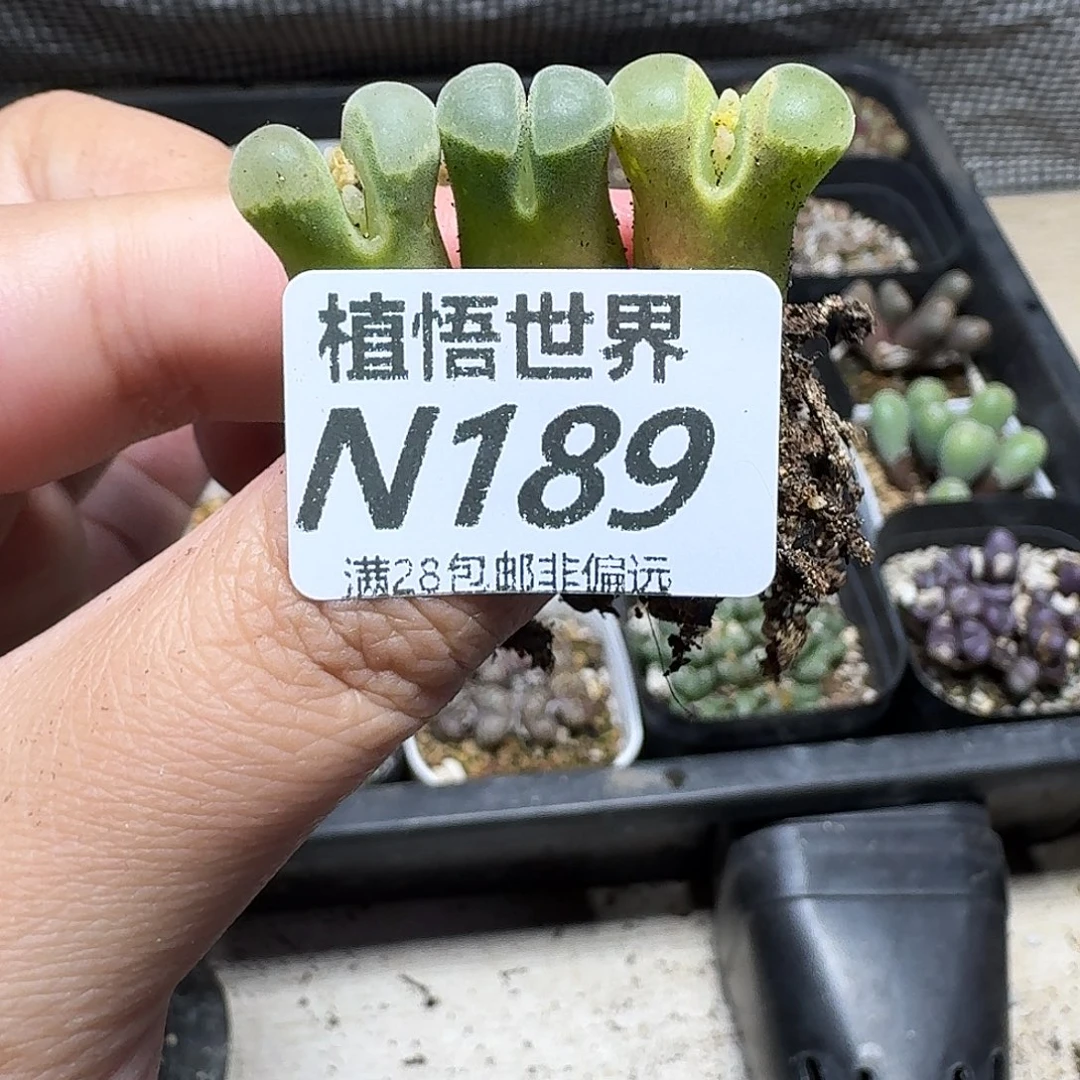 多肉植物的润泽rghbn