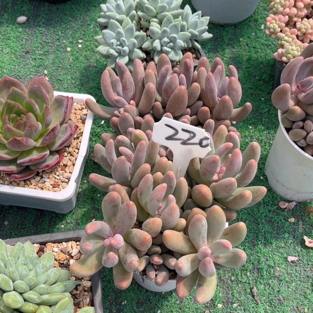 些***许220哦哟哦哦阳阳我