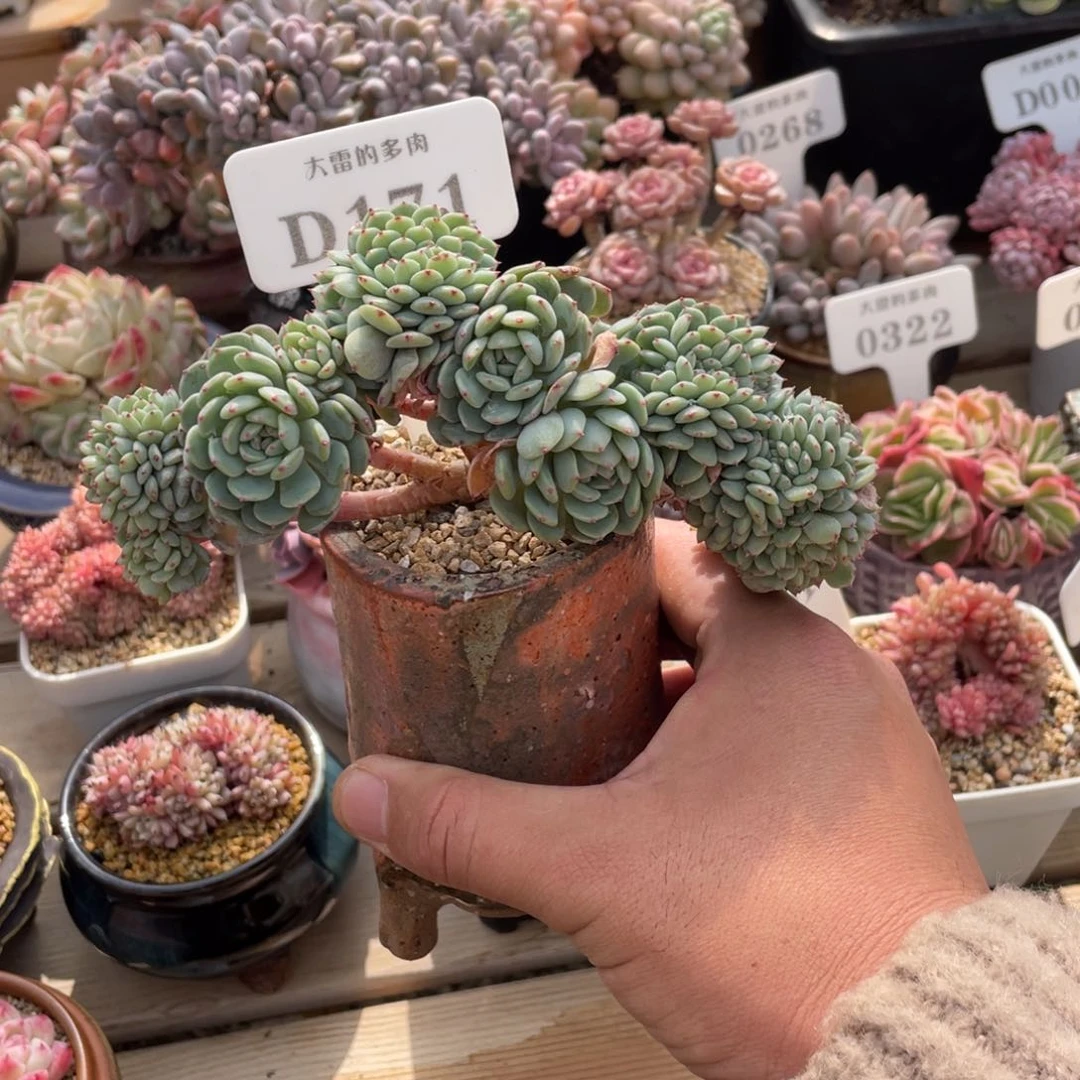 0171白胖子不带盆16厘米